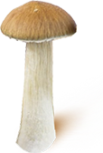 psilocybe cubensis King Cambodia seringues de spores